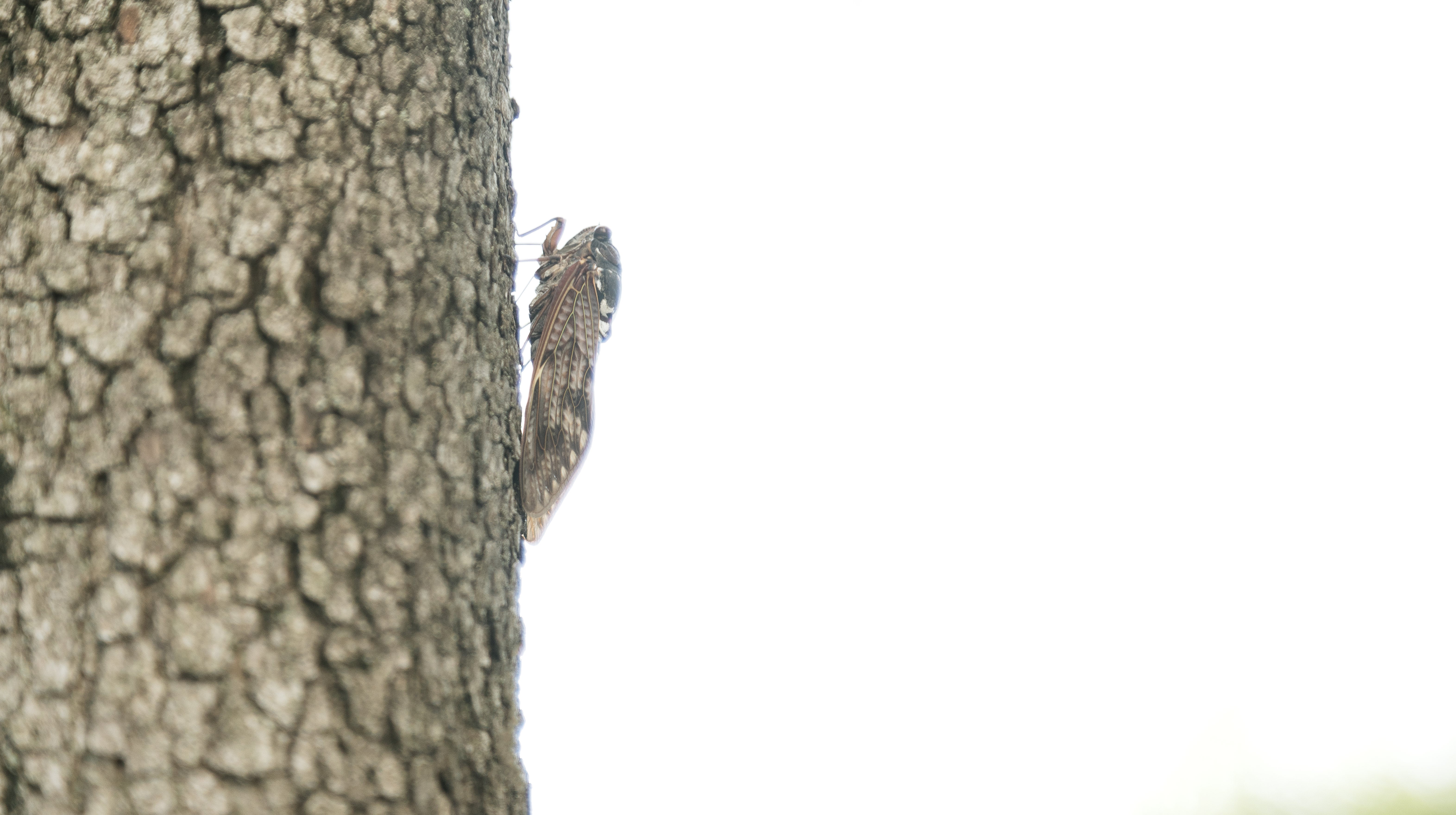 能面 蝉丸(せみまる) くわせ丸えび 丸呑み レッド クール便 – フィッシングマックス WEBSHOP