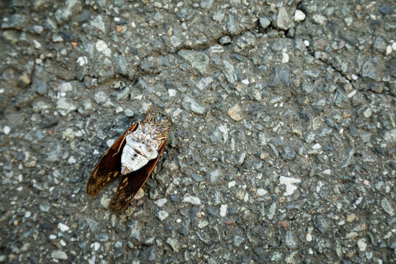 「アスファルトでセミ（蝉）ファイナル」の写真