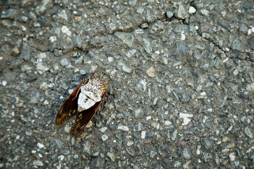 アスファルトでセミ（蝉）ファイナルの写真