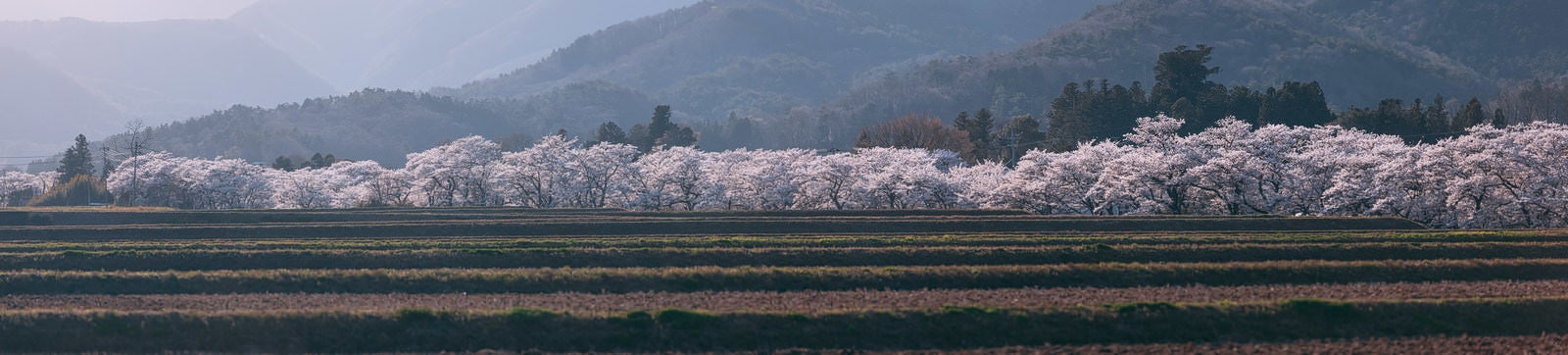 「3kmに渡る長大な笹原川の千本桜」の写真