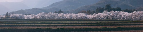 3kmに渡る長大な笹原川の千本桜の写真
