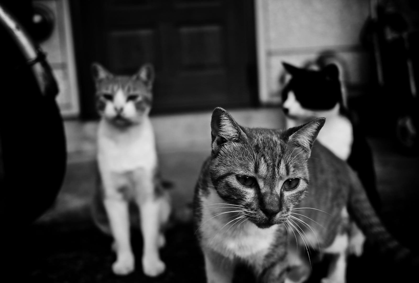 「とりあえず集まった猫たち」の写真