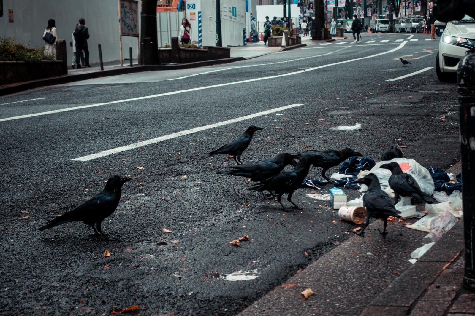 「渋谷の路上でゴミを漁るカラス」の写真