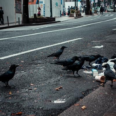 渋谷の路上でゴミを漁るカラスの写真