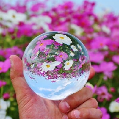 コスモス畑と水晶玉の写真