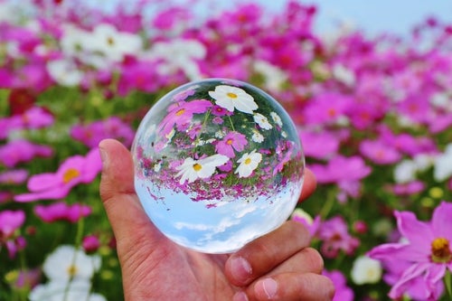 コスモス畑と水晶玉の写真
