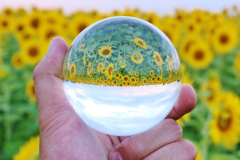 向日葵畑と水晶玉の写真