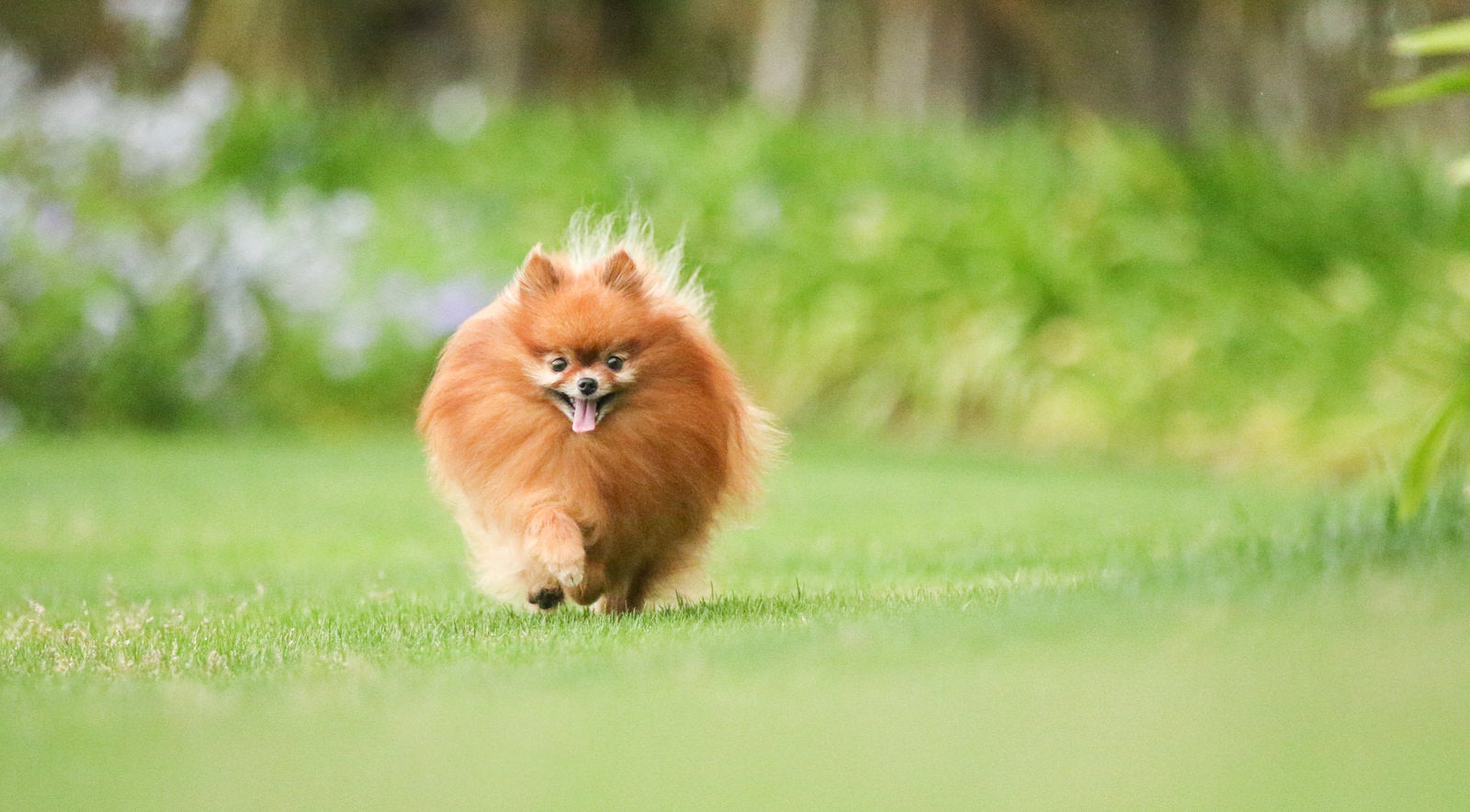 「芝を走るハドレーポメラニアン」の写真