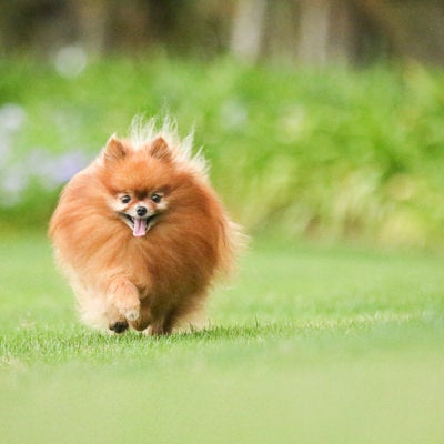 芝を走るハドレーポメラニアンの写真