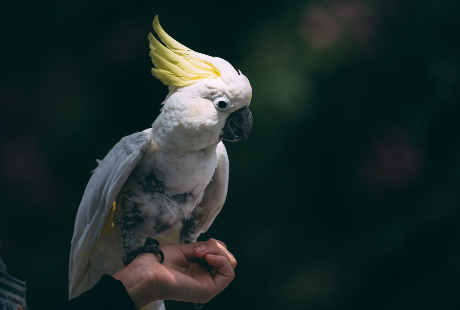 「手首に乗った白いオウム鳥」の写真