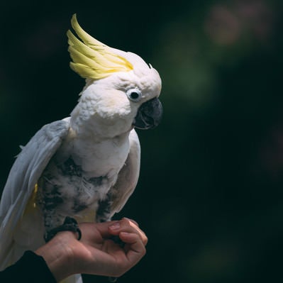 手首に乗った白いオウム鳥の写真