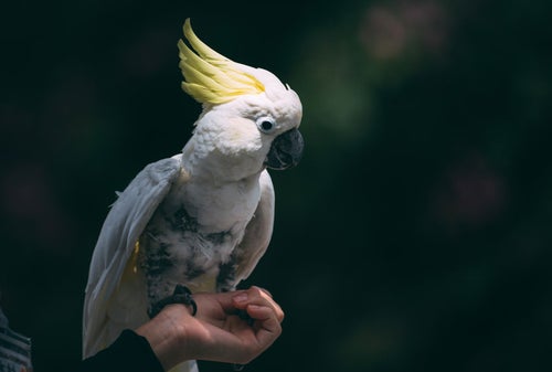 手首に乗った白いオウム鳥の写真