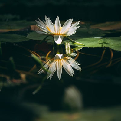 水面に沈む茎と反映する花が重なる睡蓮の写真