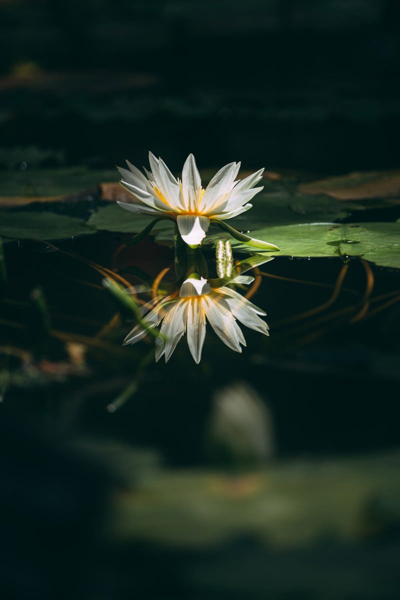 「水面に沈む茎と反映する花が重なる睡蓮」の写真