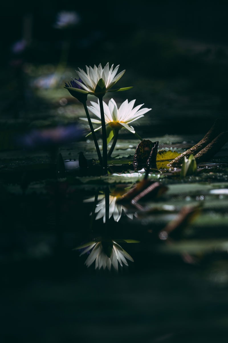 「暗闇の水面に反映する睡蓮」の写真