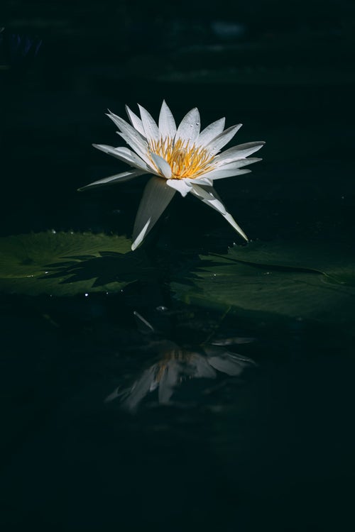 水面に反映する睡蓮の影の写真