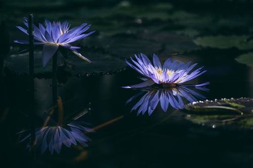 水面に映る二つ並んだ紫色の睡蓮の写真