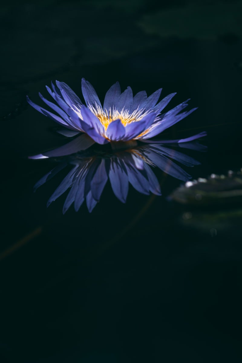 「暗闇に映える水面に映った紫の睡蓮」の写真