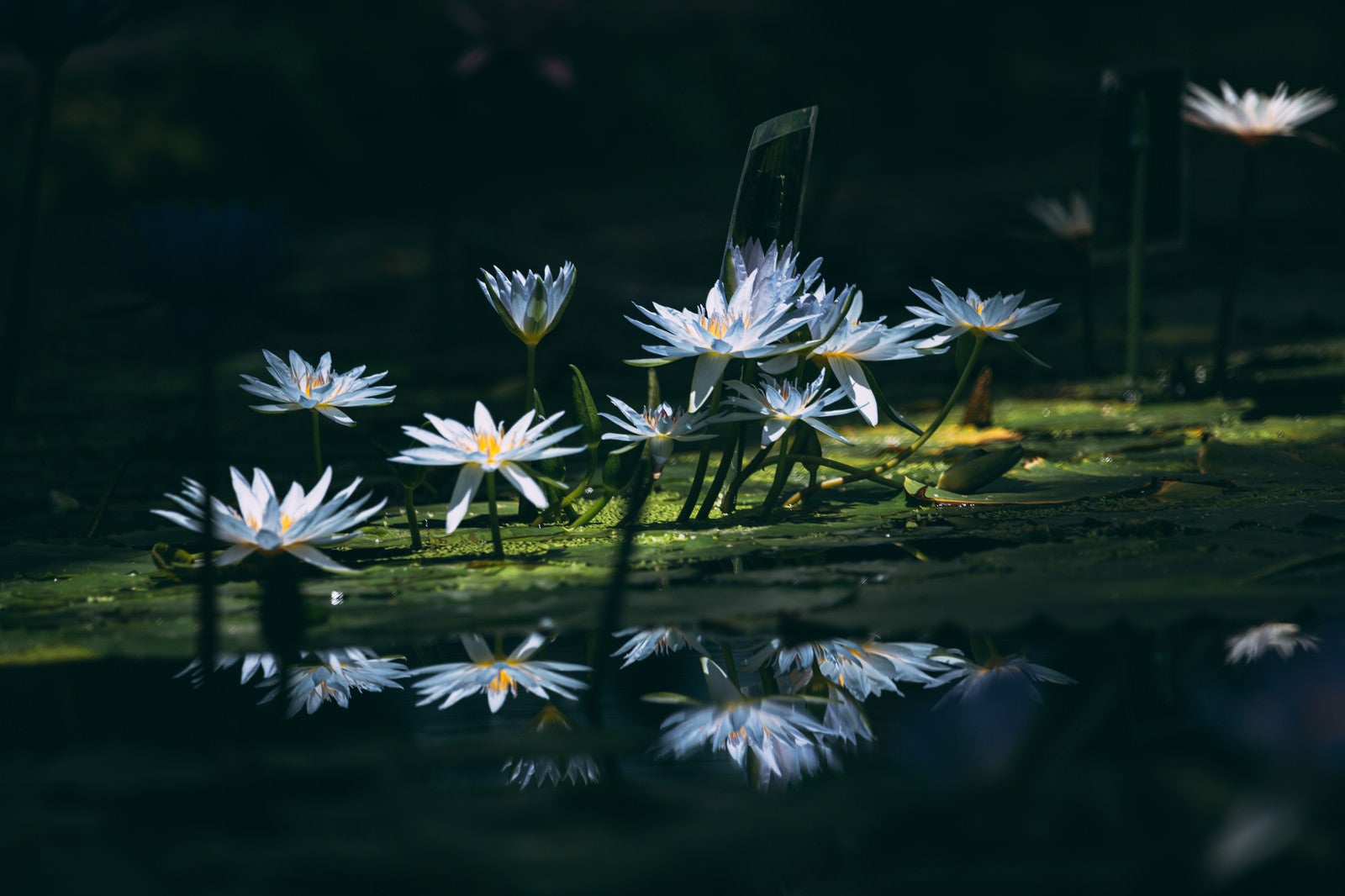 「沢山咲いている暗闇の白睡蓮」の写真