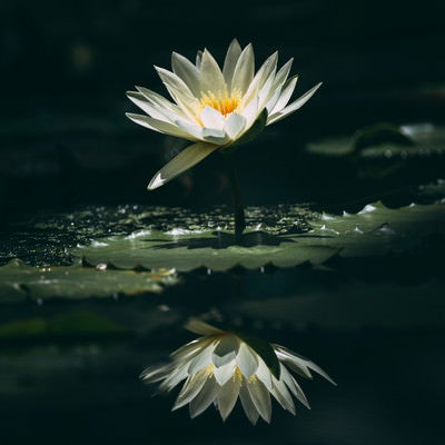 一枚の花びらが垂れた白睡蓮の写真
