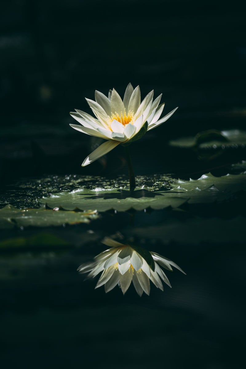 「一枚の花びらが垂れた白睡蓮」の写真