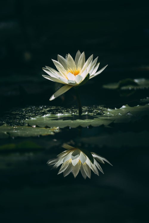 一枚の花びらが垂れた白睡蓮の写真