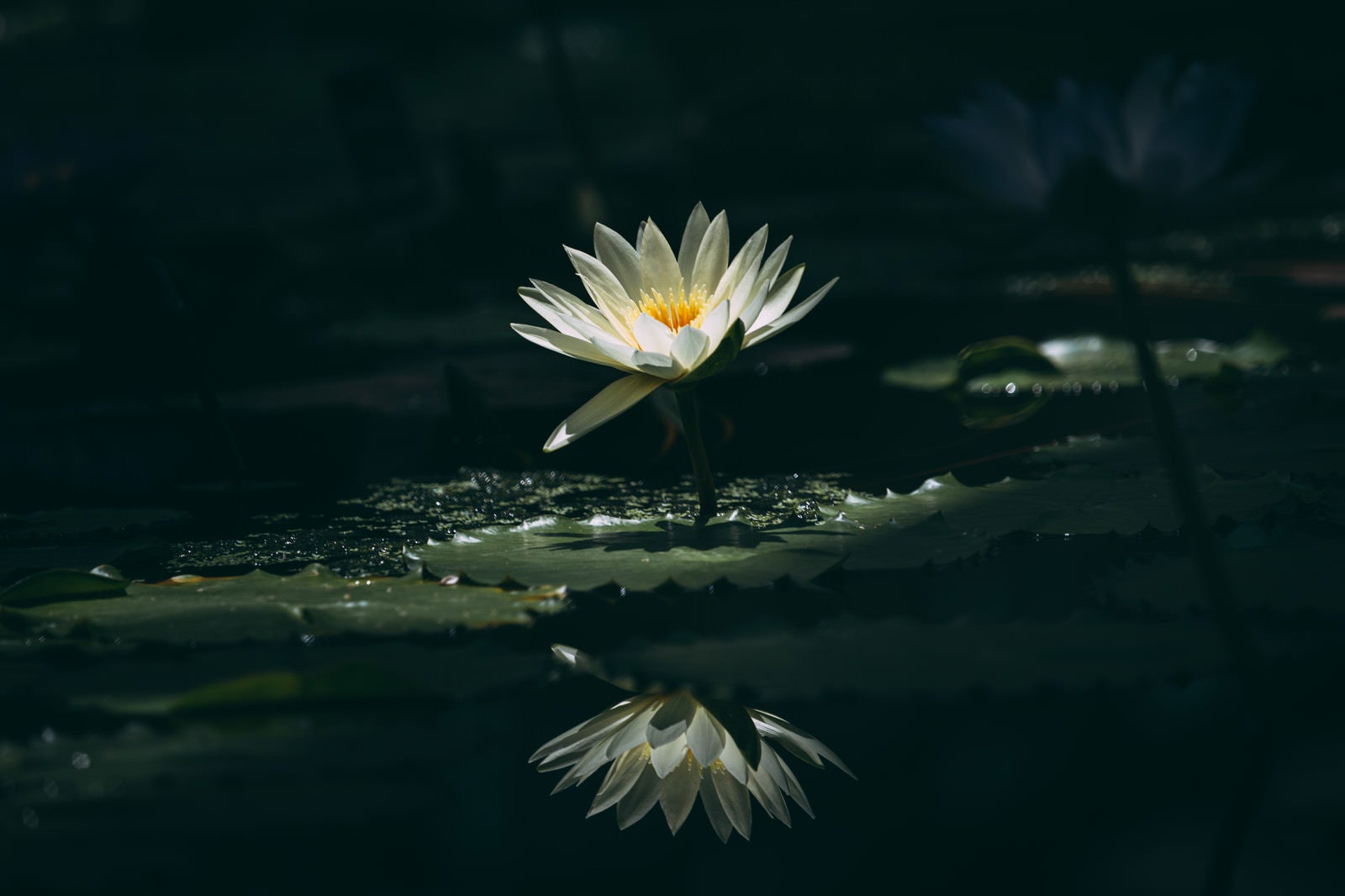 「一輪だけ光る白い睡蓮」の写真