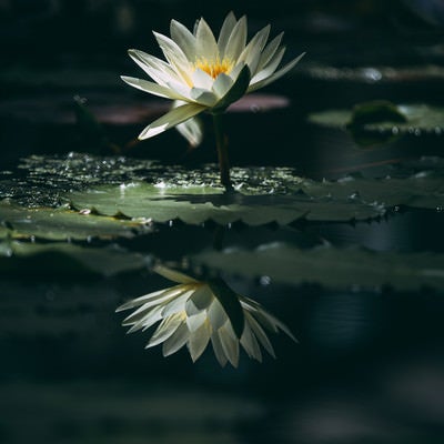 水面にくっきりと映り込む白い睡蓮の写真