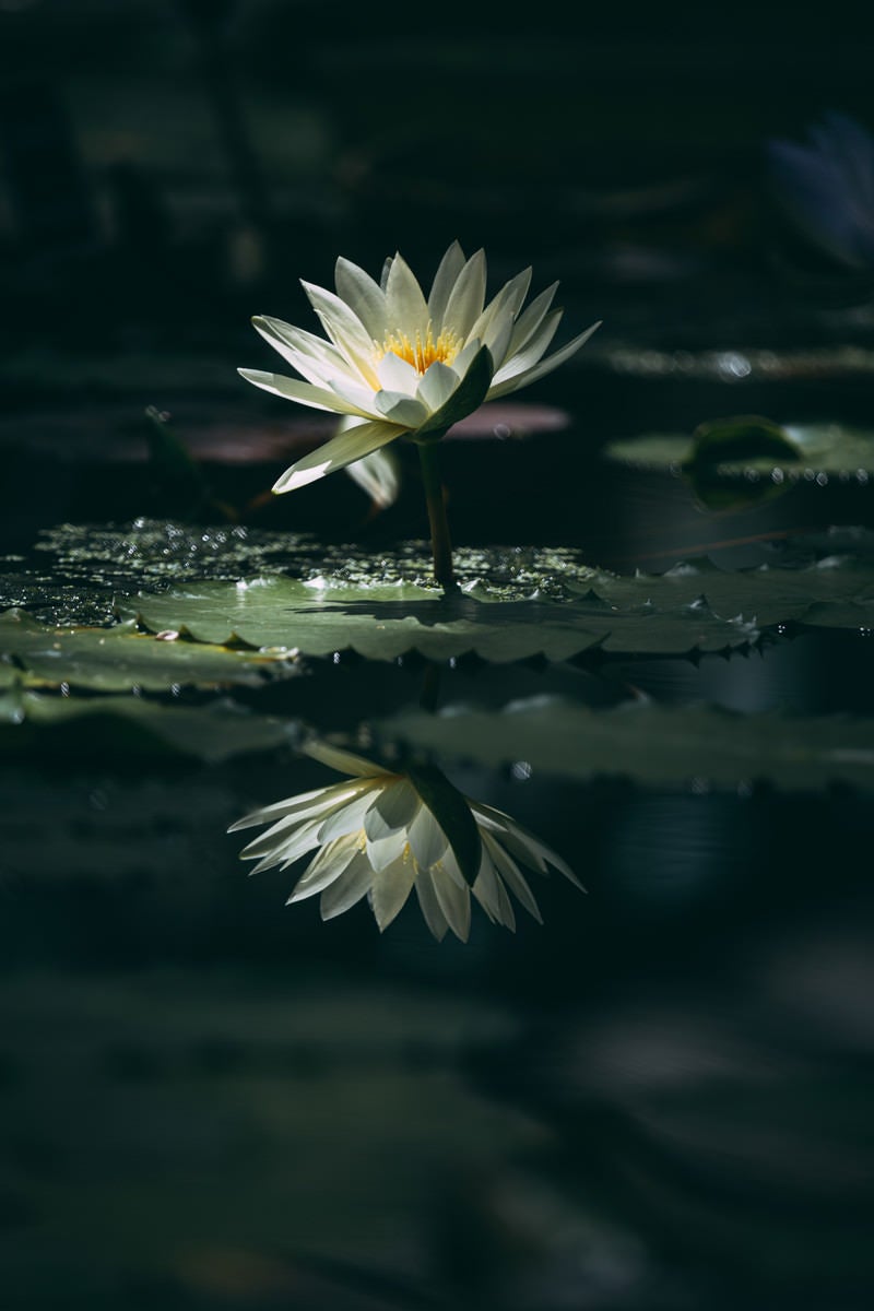 「水面にくっきりと映り込む白い睡蓮」の写真