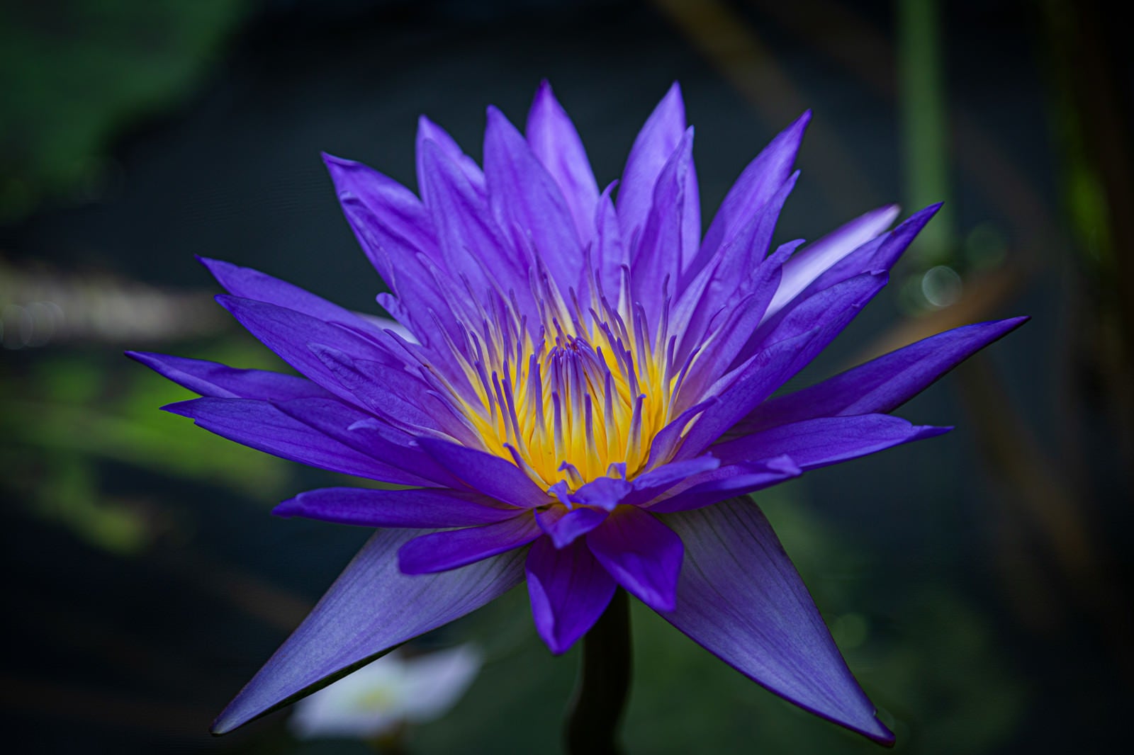 「鮮やかに咲く紫のスイレン」の写真