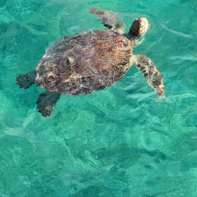 透き通った青い海を泳ぐウミガメの写真