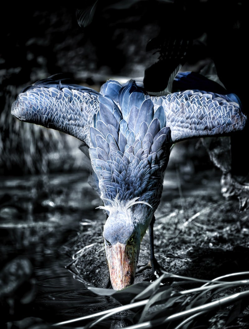 「羽を広げて水を飲むハシビロコウ」の写真