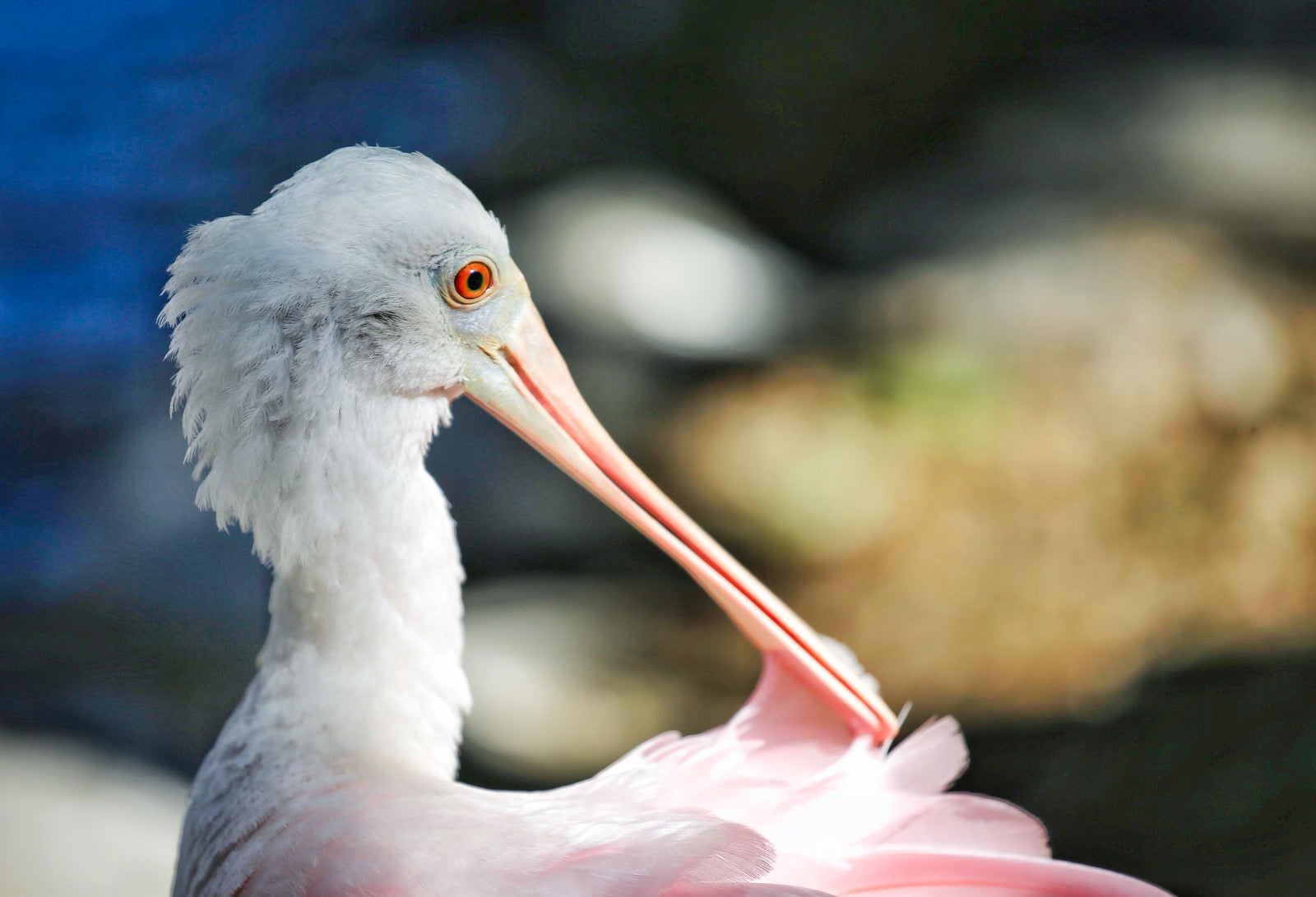 「ピンク色の嘴を持つ鳥」の写真