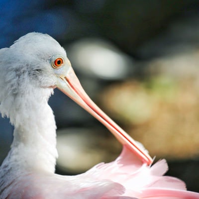 ピンク色の嘴を持つ鳥の写真