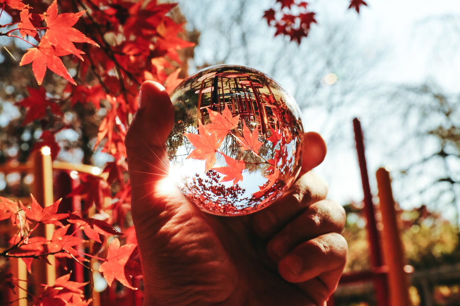「水晶球越しの紅葉の世界」の写真