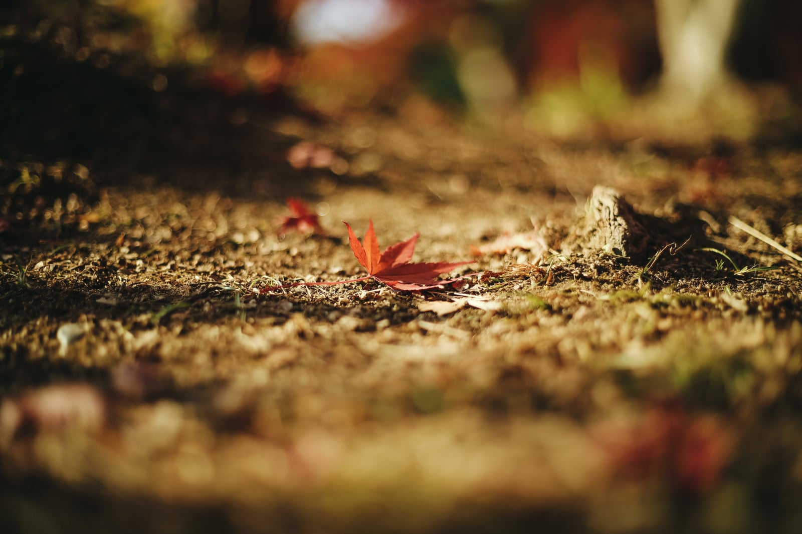 「地面に落ちた紅葉」の写真