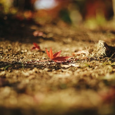 地面に落ちた紅葉の写真