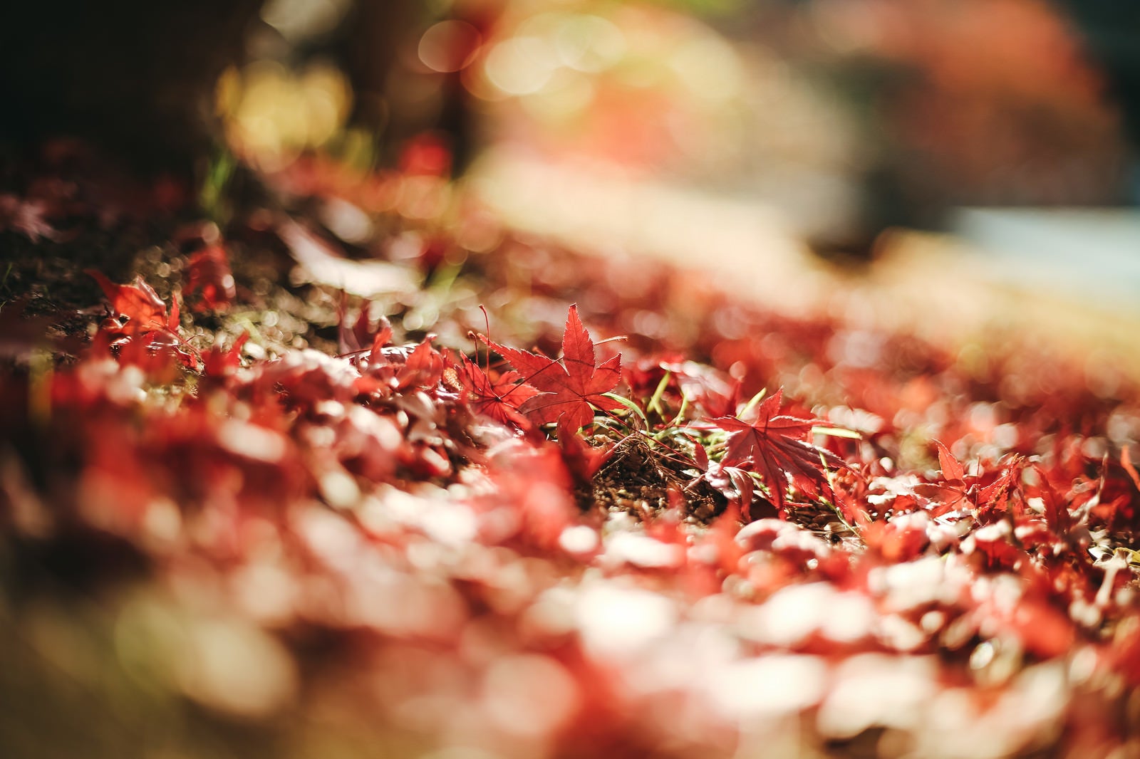 「落葉した紅葉」の写真