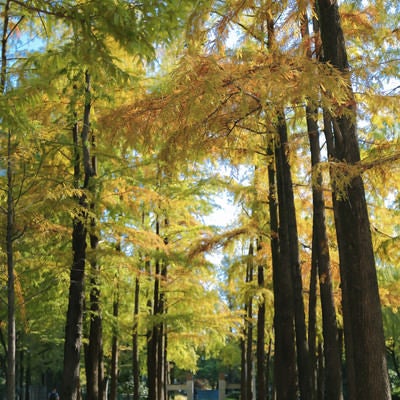 黄葉する木々の下を通る道の写真
