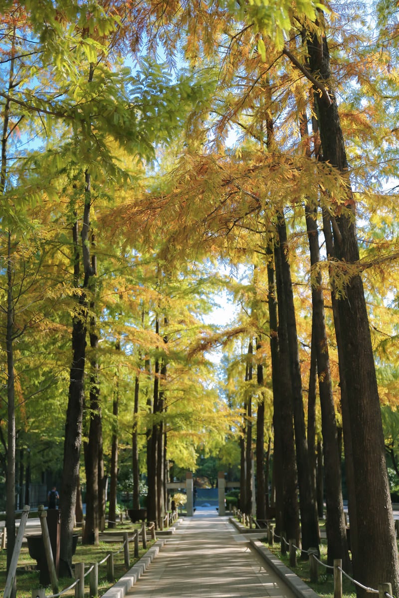 「黄葉する木々の下を通る道」の写真
