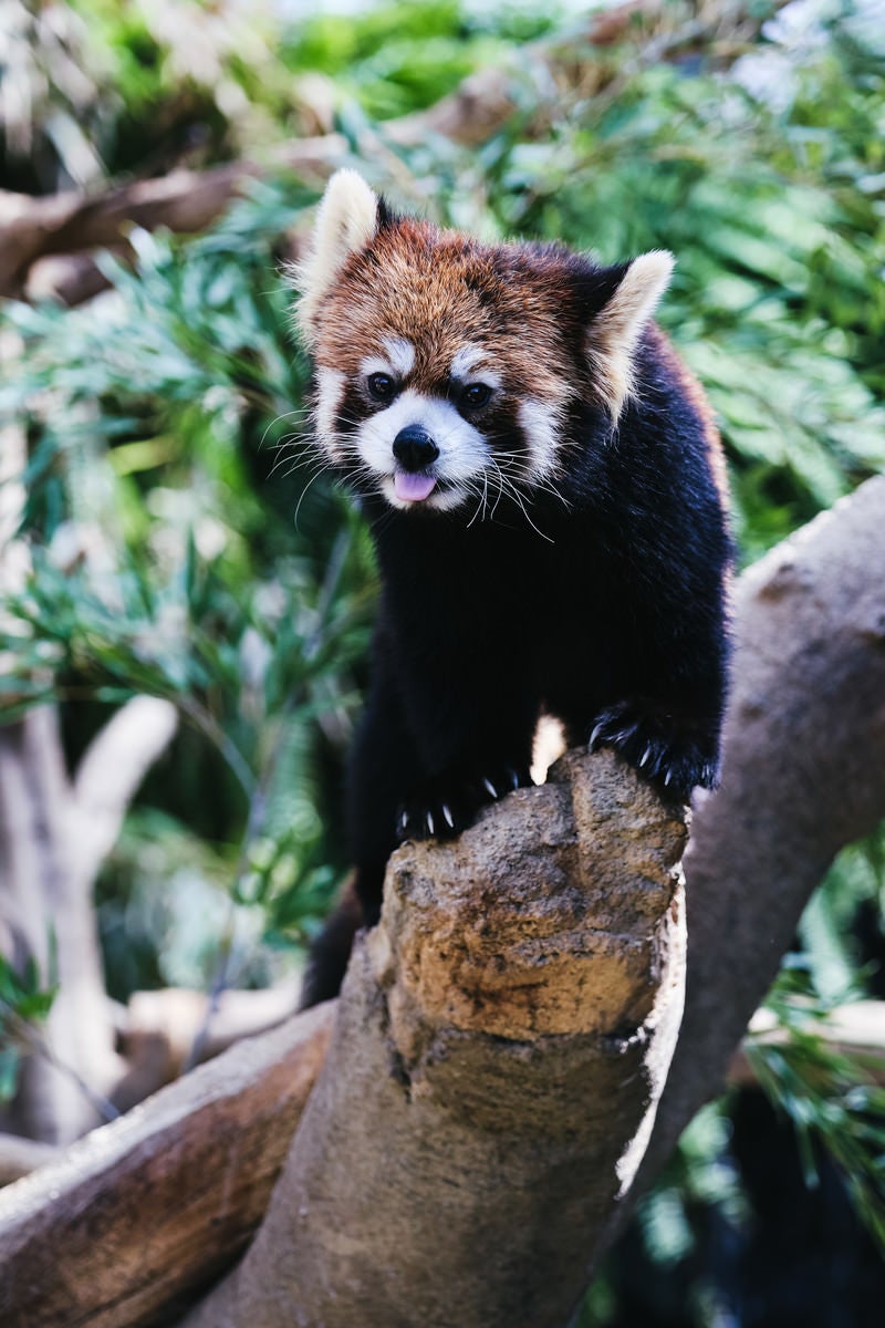 「ペロッと舌を出したレッサーパンダ」の写真