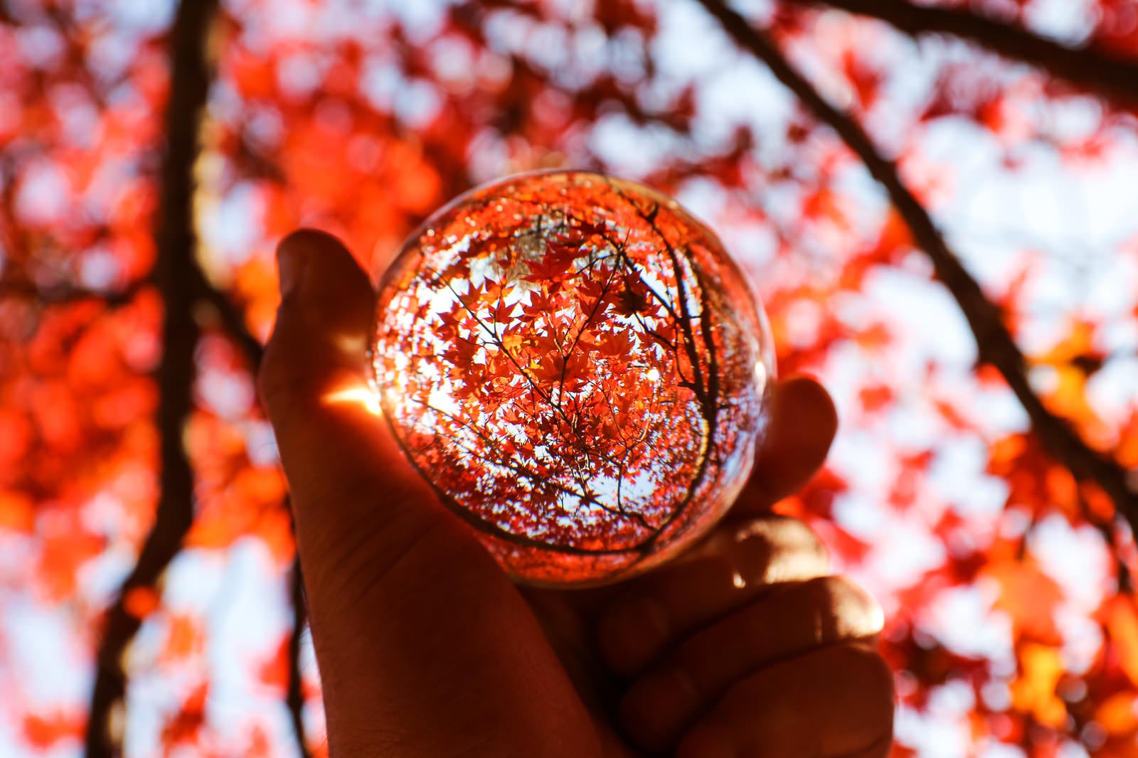 「ガラス玉いっぱいの紅葉」の写真