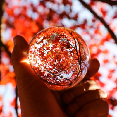ガラス玉いっぱいの紅葉の写真
