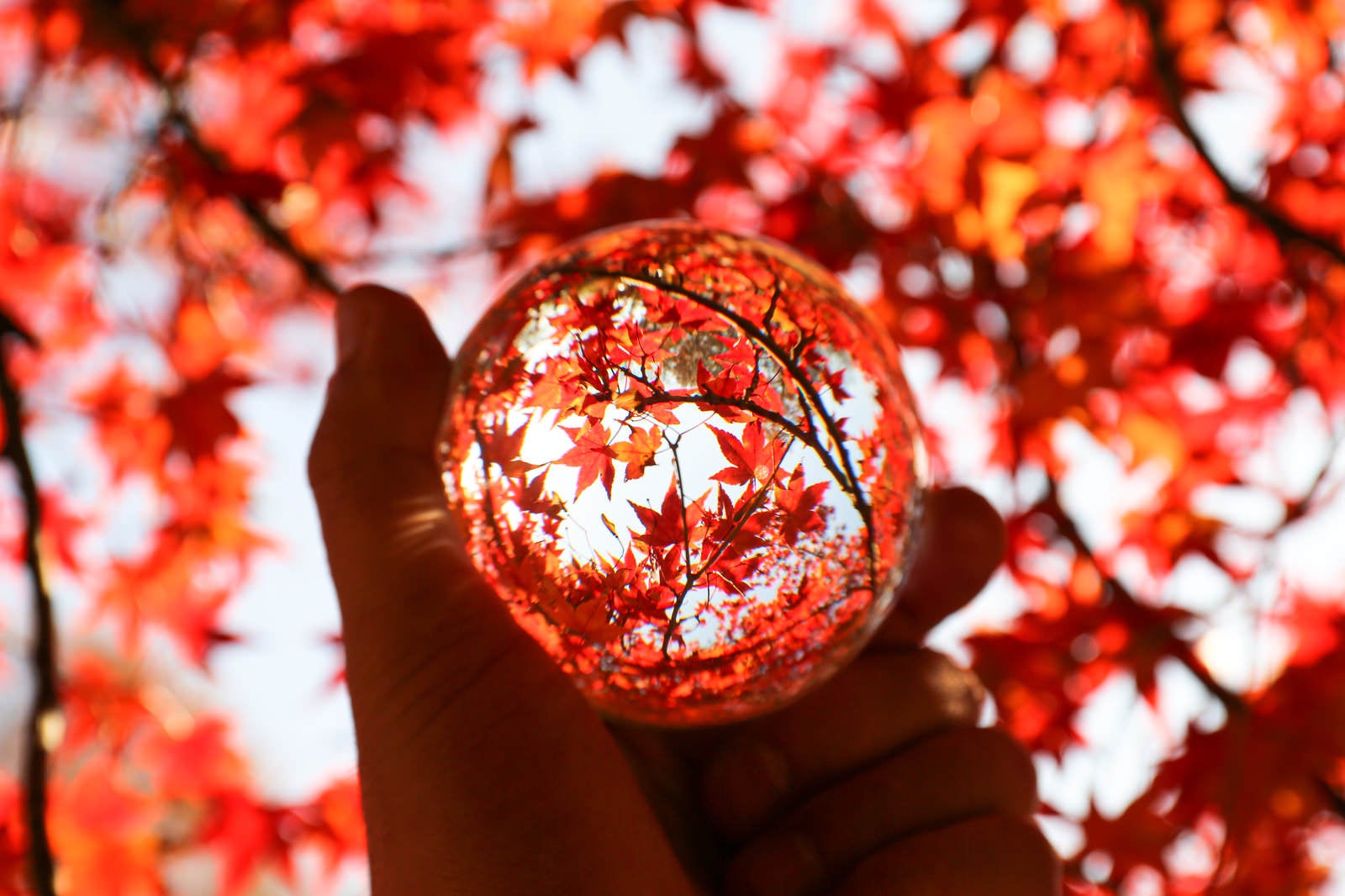 「水晶玉から覗き込む紅葉」の写真