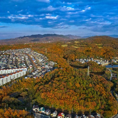 紅葉して色付いた森と隣接する住宅地の写真