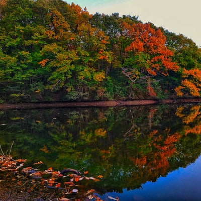 水面に映る夕焼け色に染まる紅葉した木々の写真