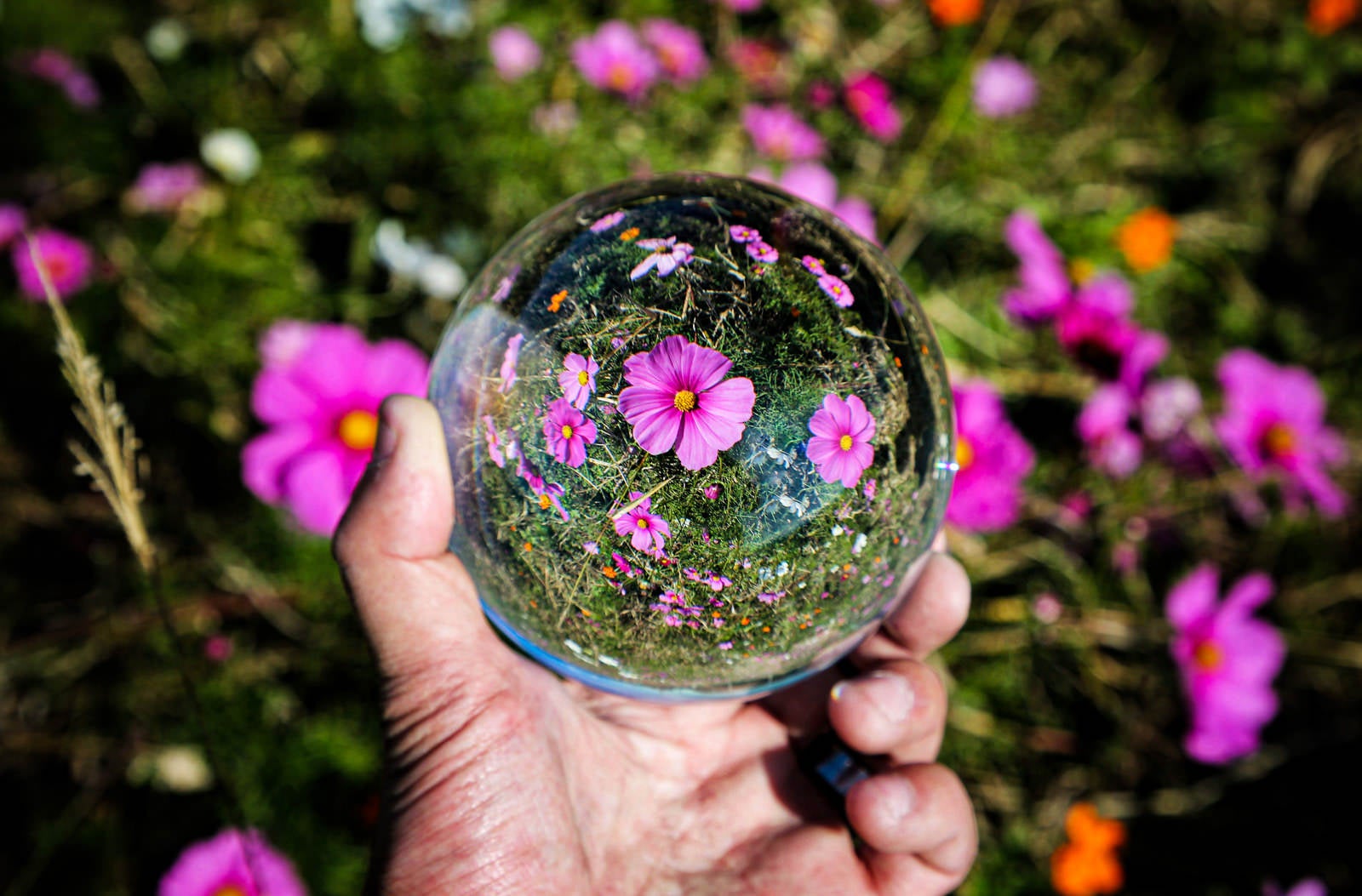 「ガラス玉から覗き込む開花した秋桜」の写真