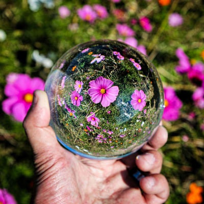 ガラス玉から覗き込む開花した秋桜の写真