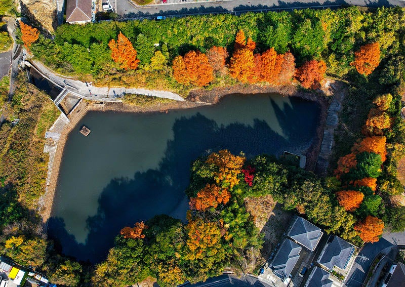 池の周りを取り囲む紅葉した木々の写真