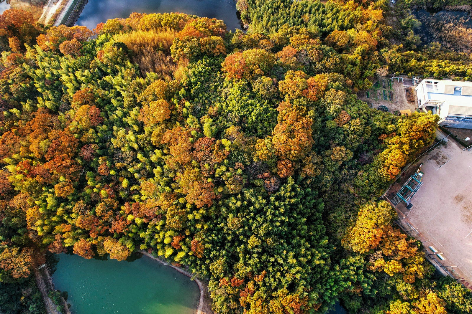 「空撮して見る黄葉していく森」の写真